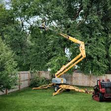 Best Root Management and Removal  in Colma, CA