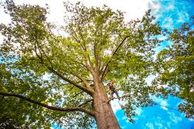 Best Utility Line Clearance  in Colma, CA