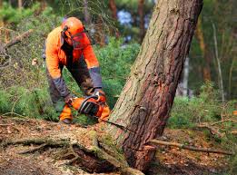 How Our Tree Care Process Works  in  Colma, CA