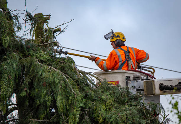 Best Weed Control  in Colma, CA