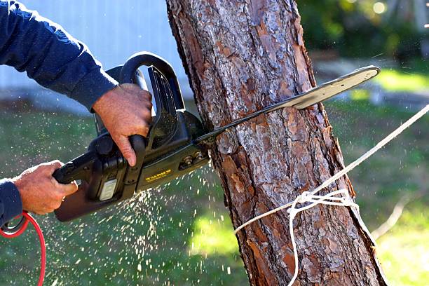 Best Lawn Maintenance Plans  in Colma, CA