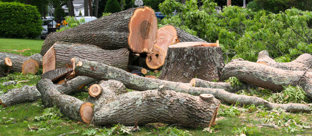 Best Tree and Shrub Care  in Colma, CA