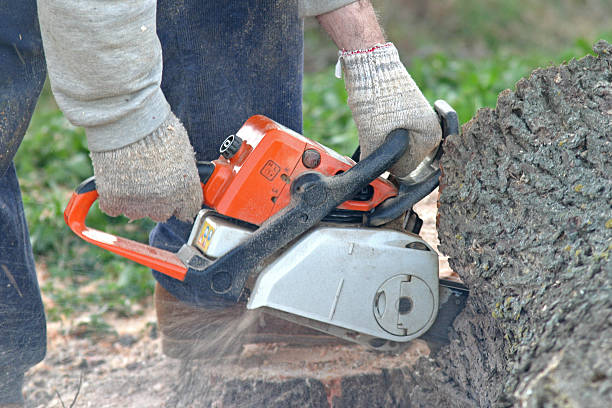Best Tree Disease Treatment  in Colma, CA