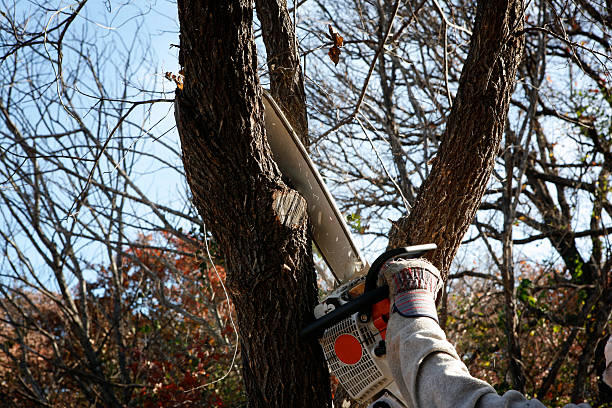 Best Commercial Tree Services  in Colma, CA