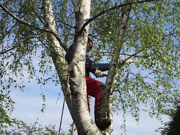Best Firewood Processing and Delivery  in Colma, CA