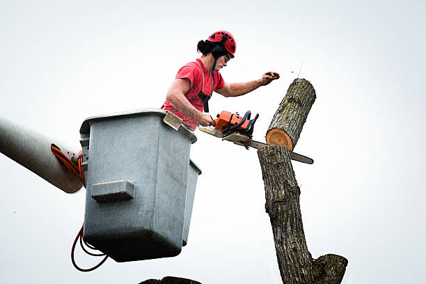 Colma, CA Tree Care Company