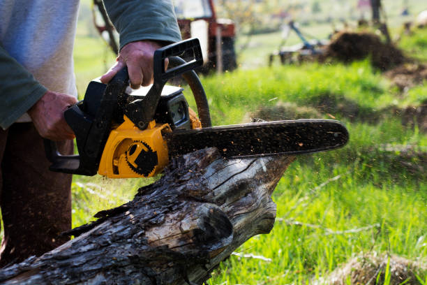 Best Hazardous Tree Removal  in Colma, CA