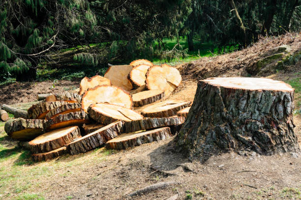 Best Aeration Services  in Colma, CA